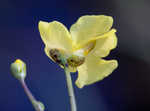 Floating bladderwort